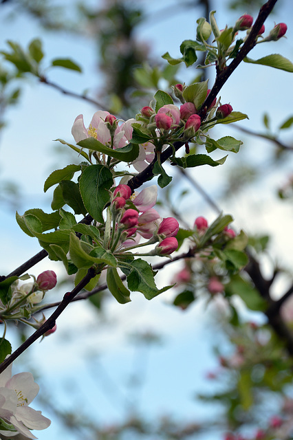 Apfelblüten in unserem Garten