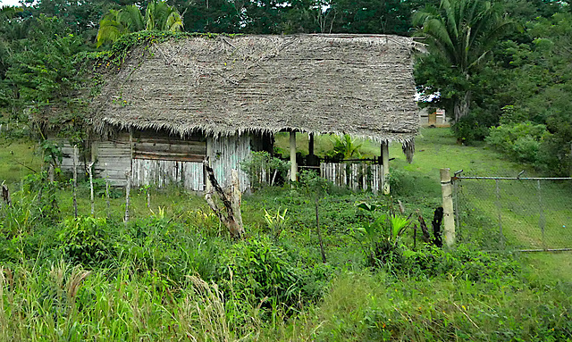 Thatch Roof, Belize (HFF)