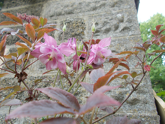 gdn - flowers and leaves