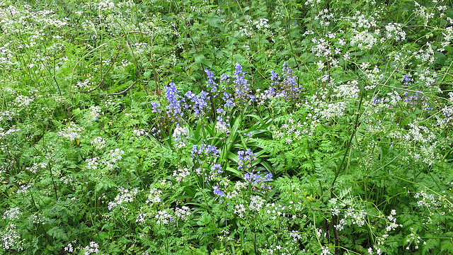 Bluebells