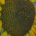 sunflower soft focus