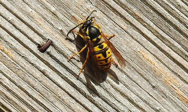 20220417 0529CPw [D~LIP] Rote Wespe (Vespula rufa), Bad Salzuflen