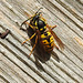 20220417 0529CPw [D~LIP] Rote Wespe (Vespula rufa), Bad Salzuflen