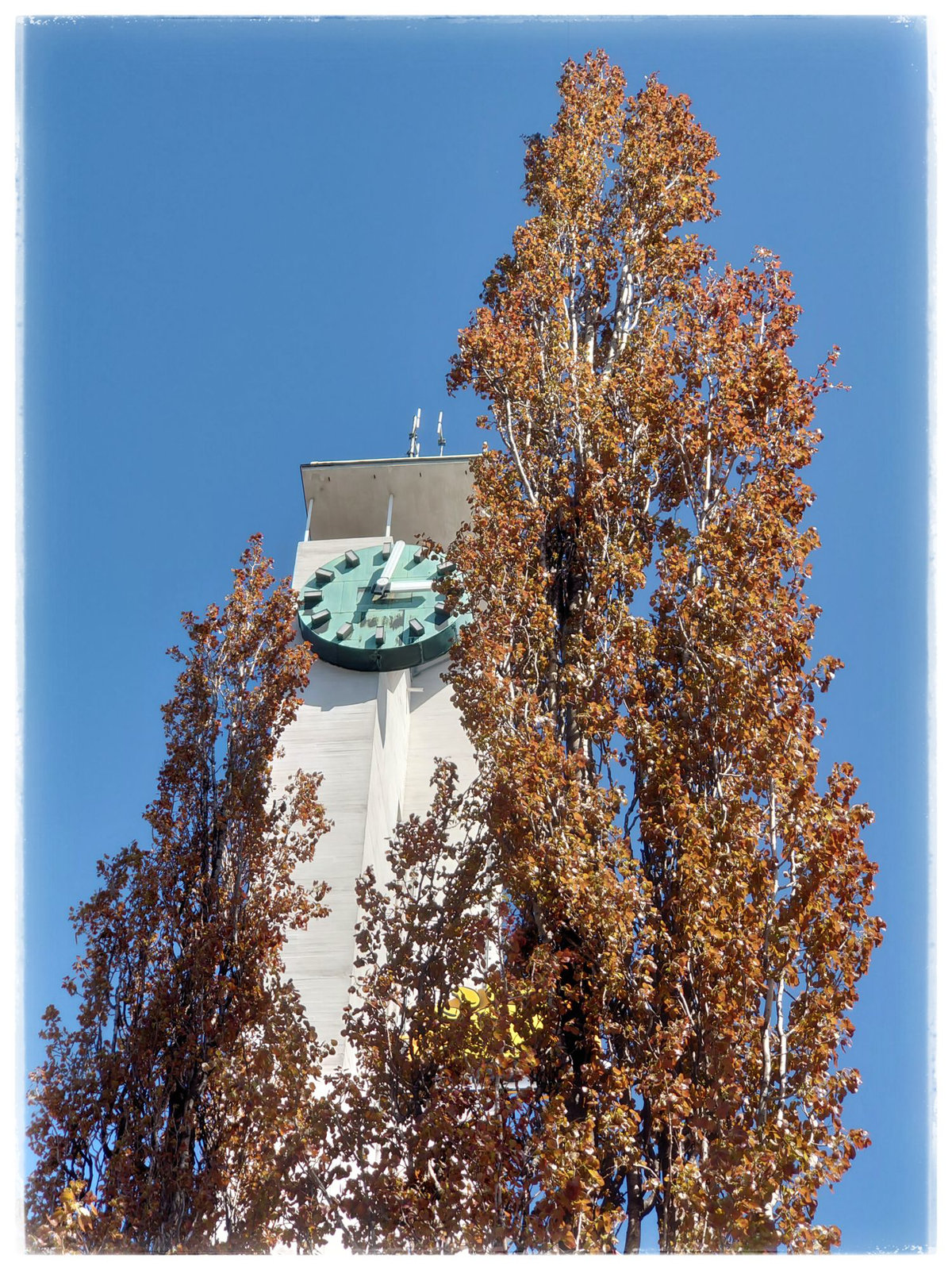 Populus tremula ’Erecta’ in spring - Tampere, Finland