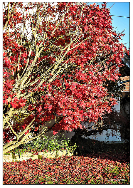 Markgräflerland Herbst 22