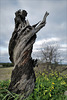 The Tree...