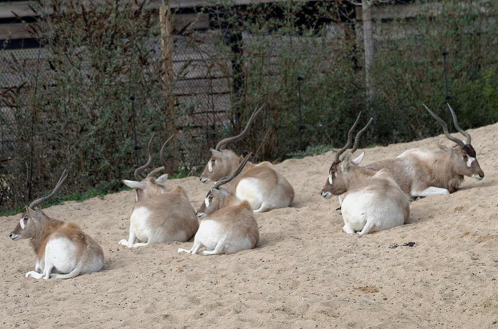 Addax