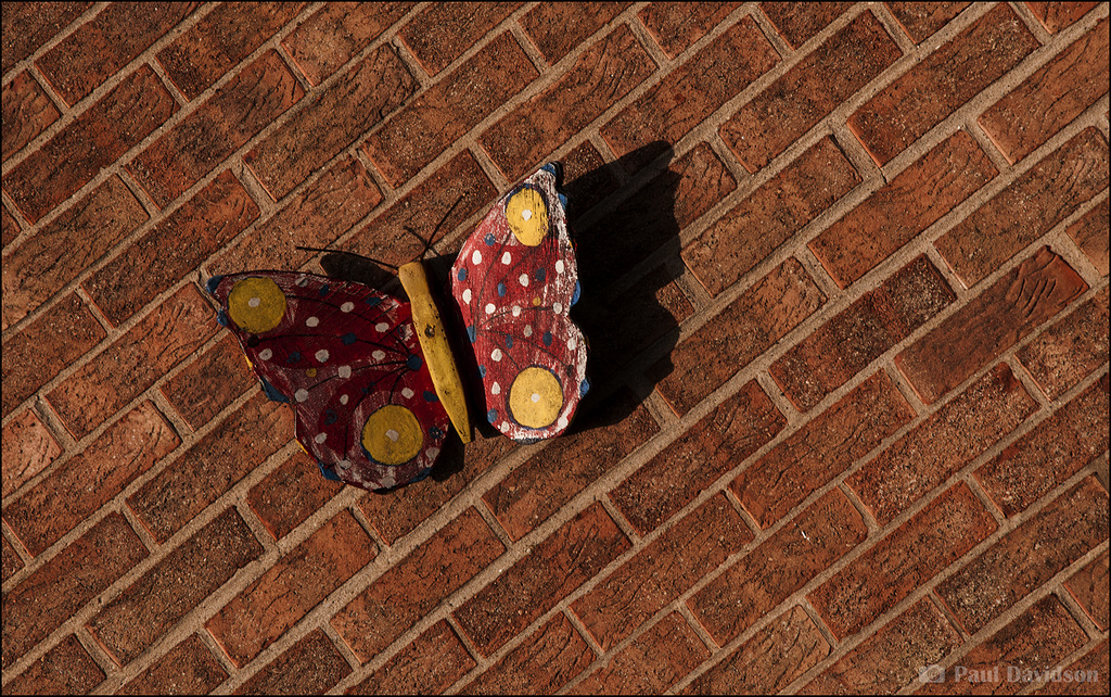 Butterflies In November ...