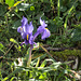 Iris reticulata