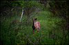 Companion on the trail