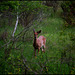 Companion on the trail