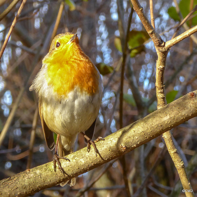 Robin sunning himself