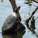 Day 3, Painted Turtle, Hillman Marsh
