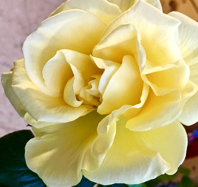 Rose 'Guy's Gold'