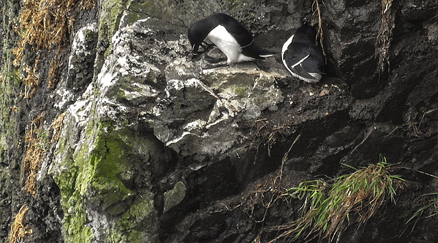 20190612 5130CPw [R~GB] Tordalk, Skomer, Wales