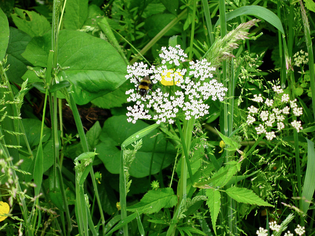 Ground elder (Aegopodium podagraria)