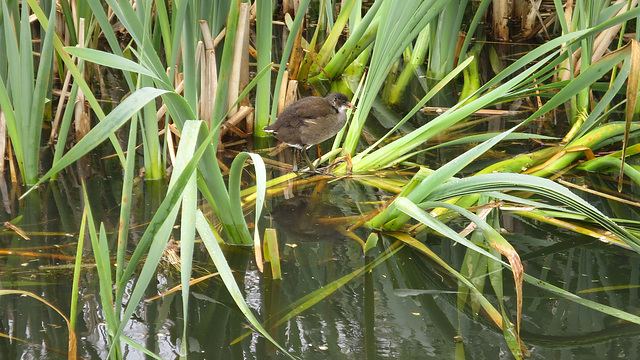 Moorhen chick