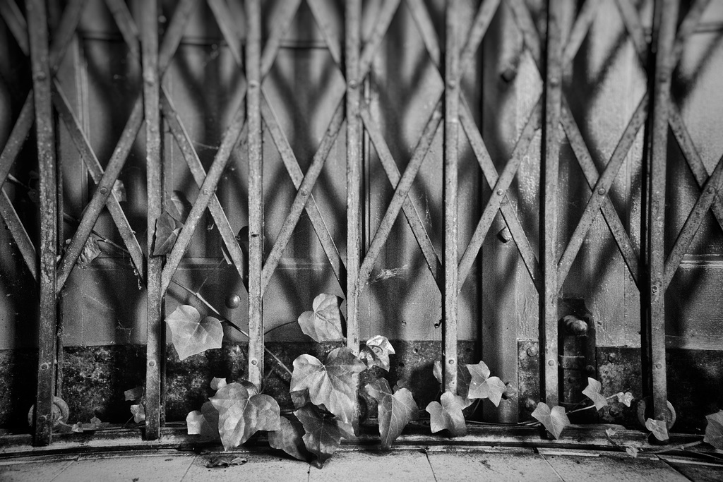 Fence with ivy HFF