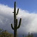 Saguaro Cactus