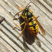 20220417 0530CPw [D~LIP] Rote Wespe (Vespula rufa), Bad Salzuflen