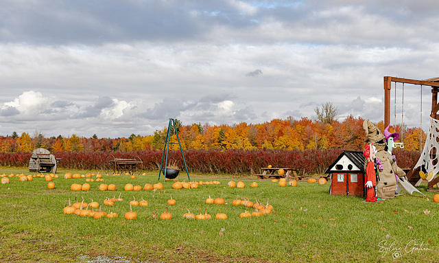 Le temps des citrouilles