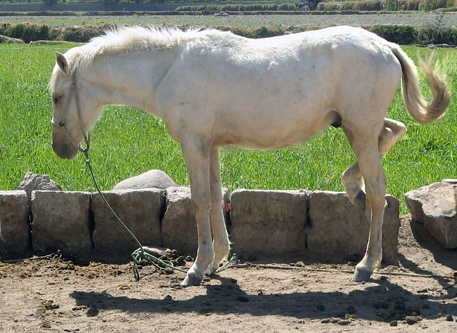 White horse in Arequipa.