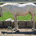 White horse in Arequipa.