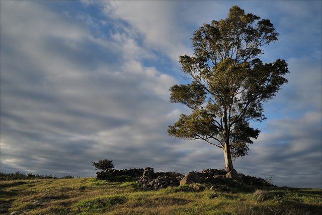 Penedos, my favorite trees