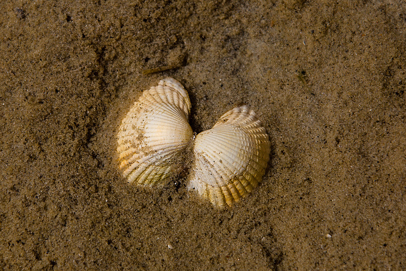 20140907 4870VRAw [NL] Herz-Muschel (Cerastoderma edule), Terschelling