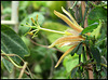 Passiflora aurantia