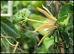 Passiflora aurantia