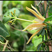 Passiflora aurantia