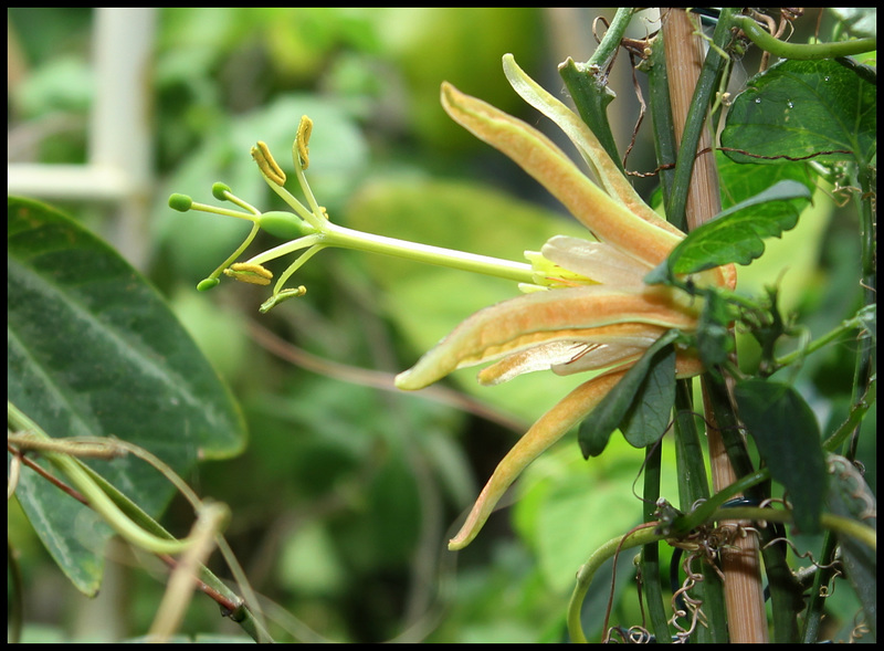 Passiflora aurantia
