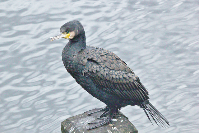 IMG0017Cormorant