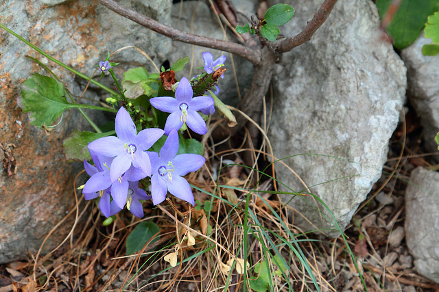 Nationalpark Paklenica - Glockenblume spec. (3)