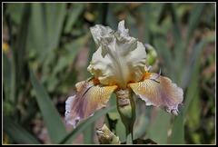 Iris space sépales gris - Laporte  (3)