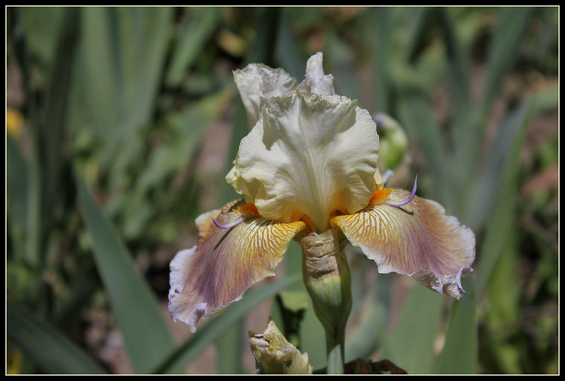 Iris space sépales gris - Laporte  (3)