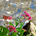 Joe Pye weed by the creek