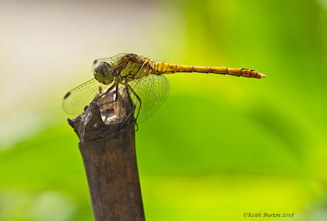 Common Darter