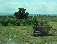 Vineyard and trailer