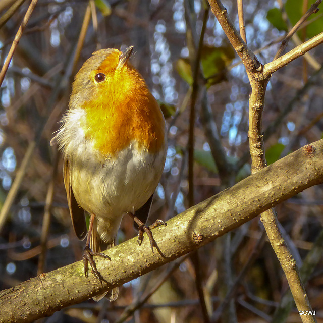 Robin sunning himself