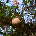 Uganda, Entebbe Botanical Garden, Flower and Fruits of Cannonball Tree