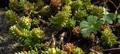 20200315 6815CPw [D~LIP] Milder Mauerpfeffer (Sedum sexangulare), UWZ, Bad Salzuflen