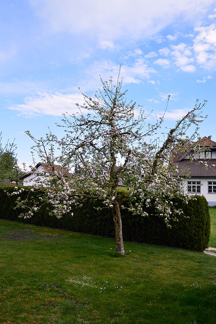 Der Apfelbaum beginnt zu Blühen