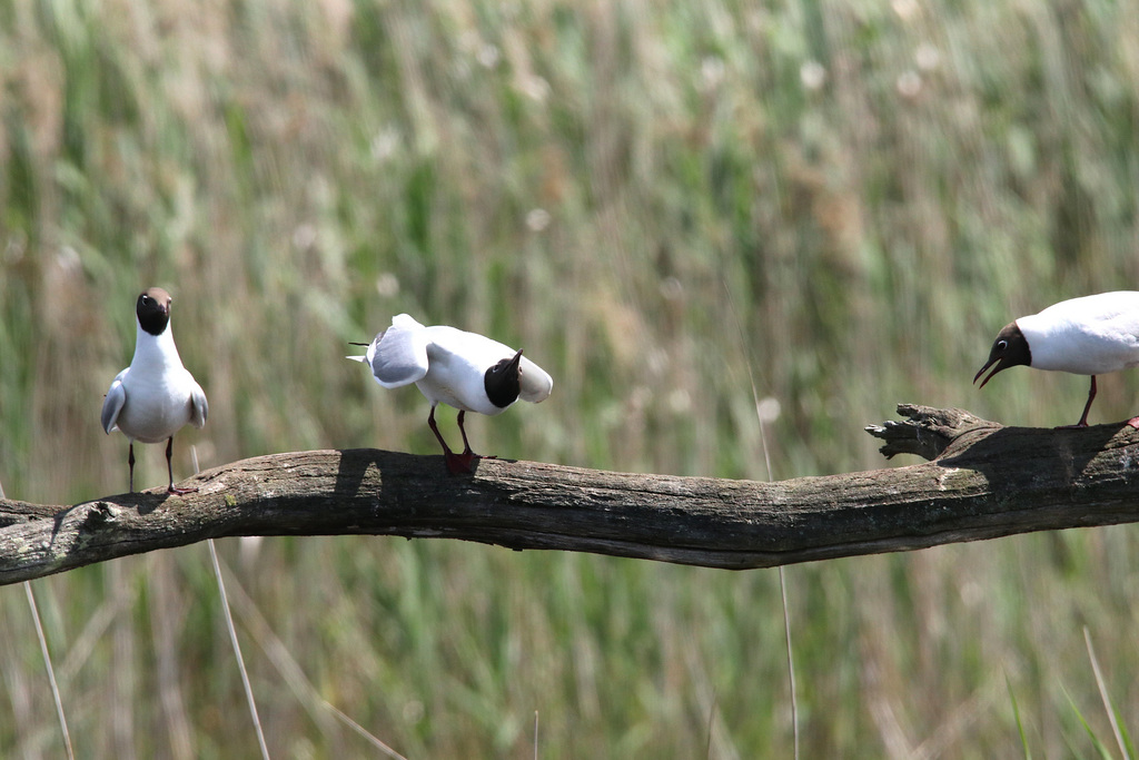 mouette qui ne rit pas !!!