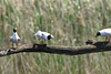 mouette qui ne rit pas !!!