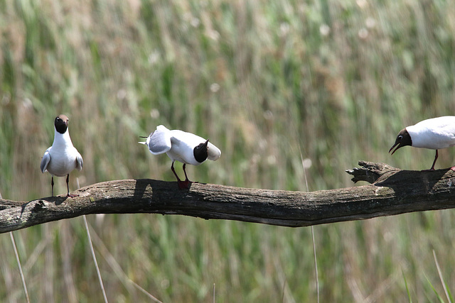 mouette qui ne rit pas !!!