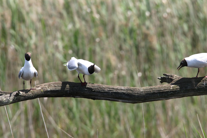 mouette qui ne rit pas !!!