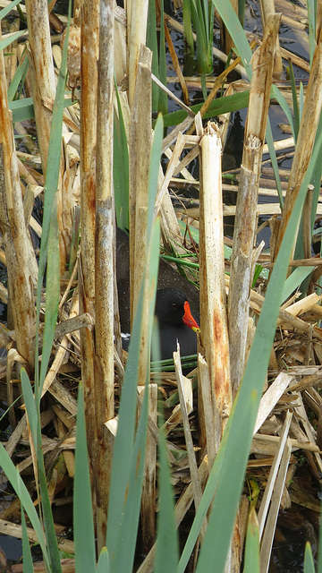 Nesting Moorhen