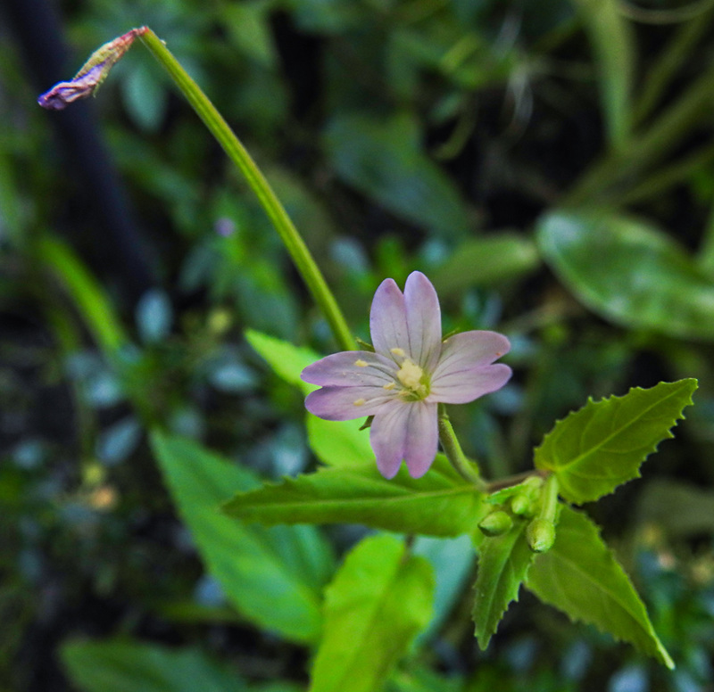 20210825 2578CPw [D~LIP] Berg-Weidenröschen (Epilobium montanum), Bad Salzuflen